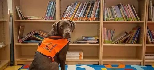 拉布拉多上学最佳年龄与适应过程全解析(图2)