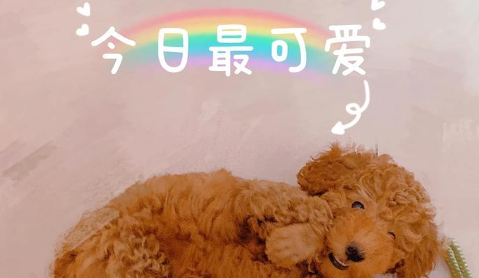 泰迪犬行为教育指南：三招培养乖巧宠物(图3)