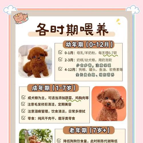 泰迪犬行为教育指南：三招培养乖巧宠物(图2)